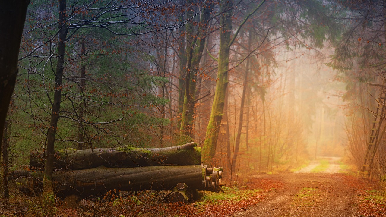 Colores de otoño: cuándo y dónde fotografiarlos