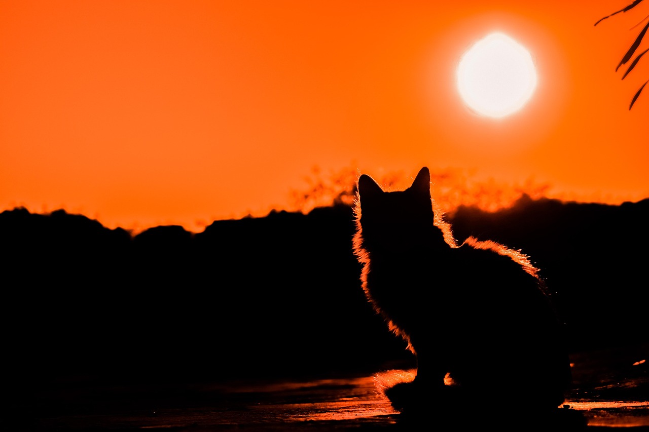 Silueta a contraluz contra el cielo del atardecer