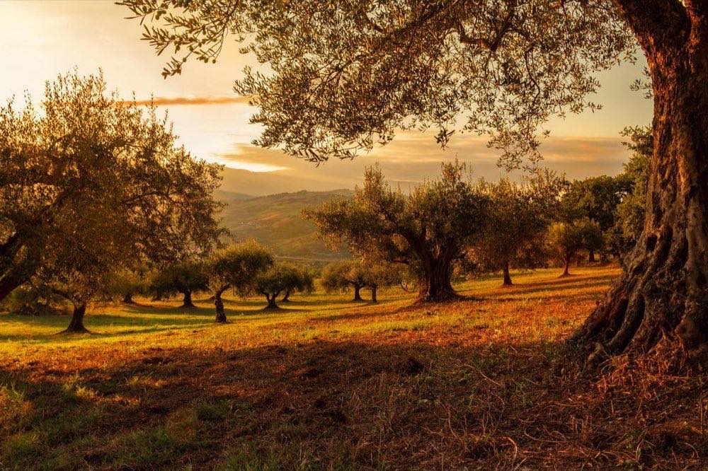field, trees, nature, sunset