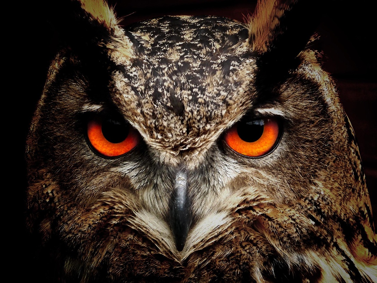 Ojos nítidos: AF de detección de rostro y ojo
